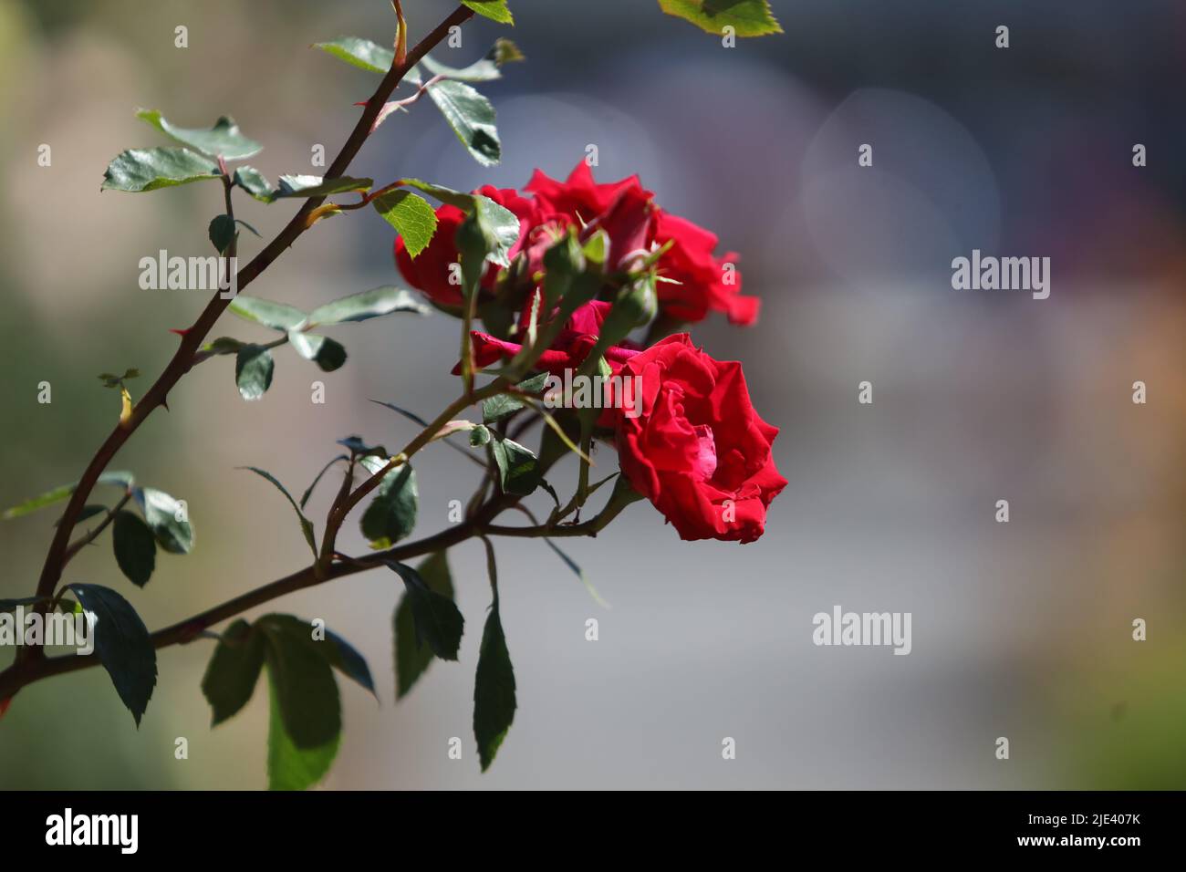 Sangerhausen, Germany. 23rd June, 2022. Roses are in bloom at the