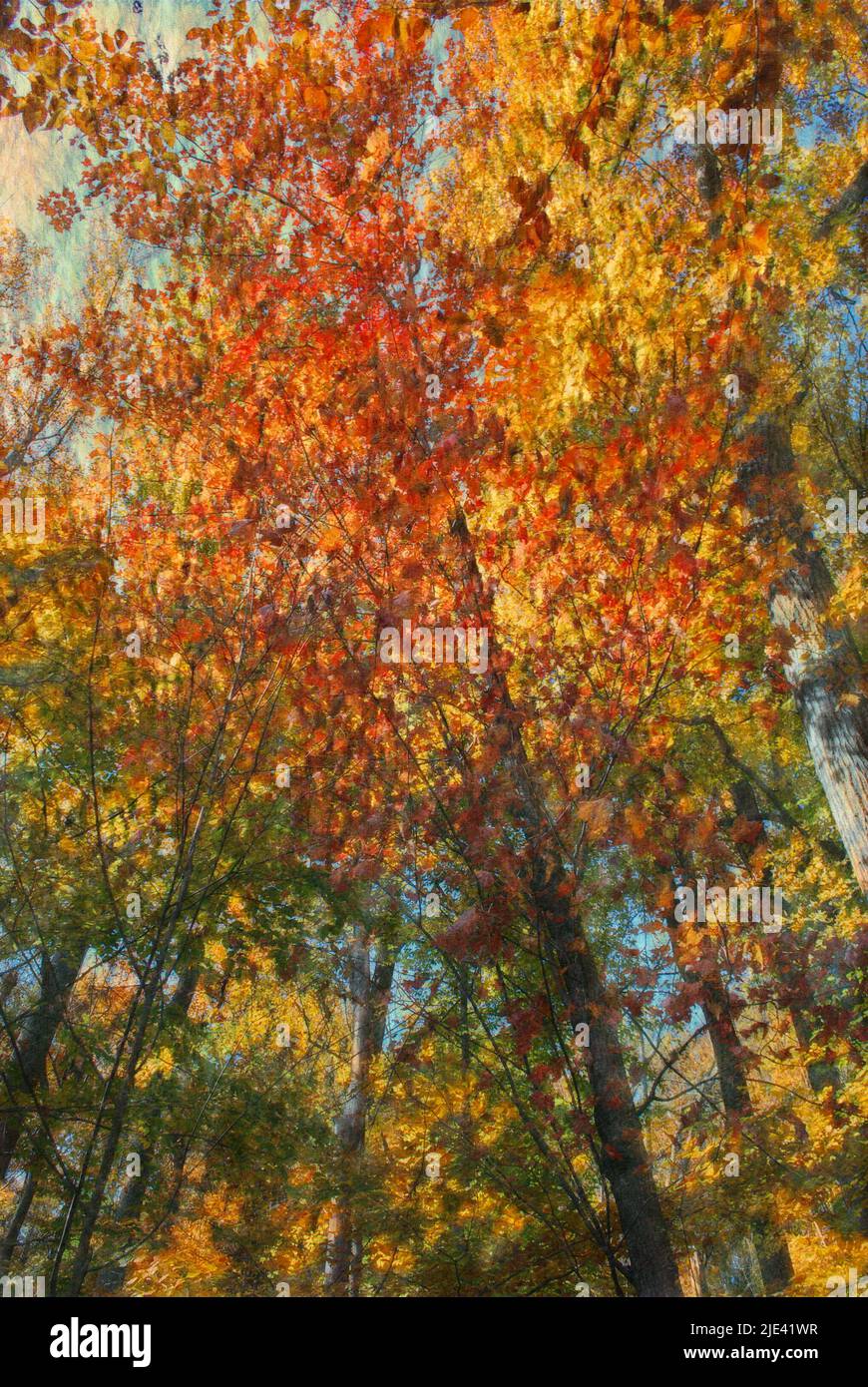 Fall foliage image edited to look like an impressionist-style painting ...