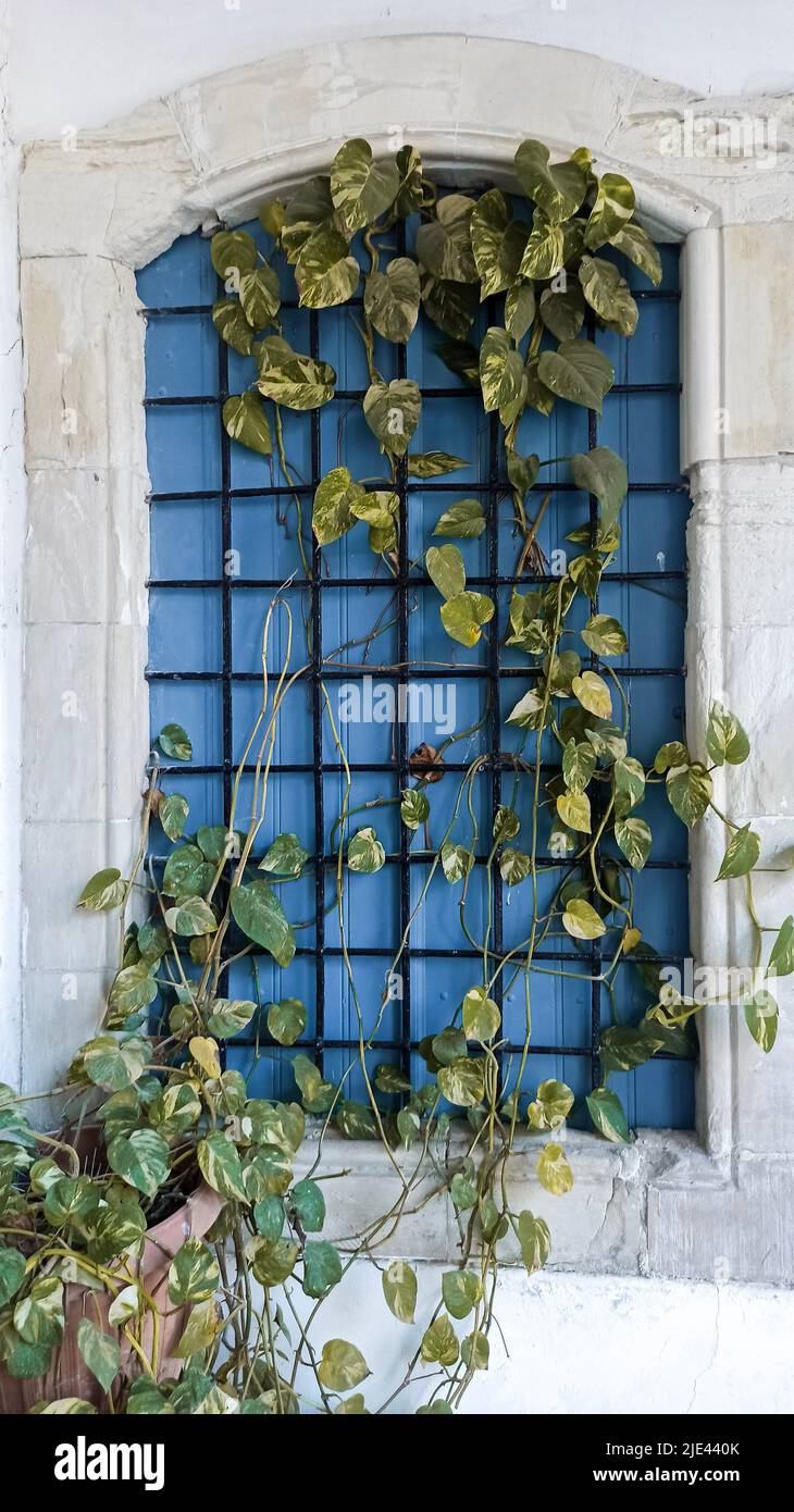 Beautiful blue window with weaving plant in old building in Cyprus ...