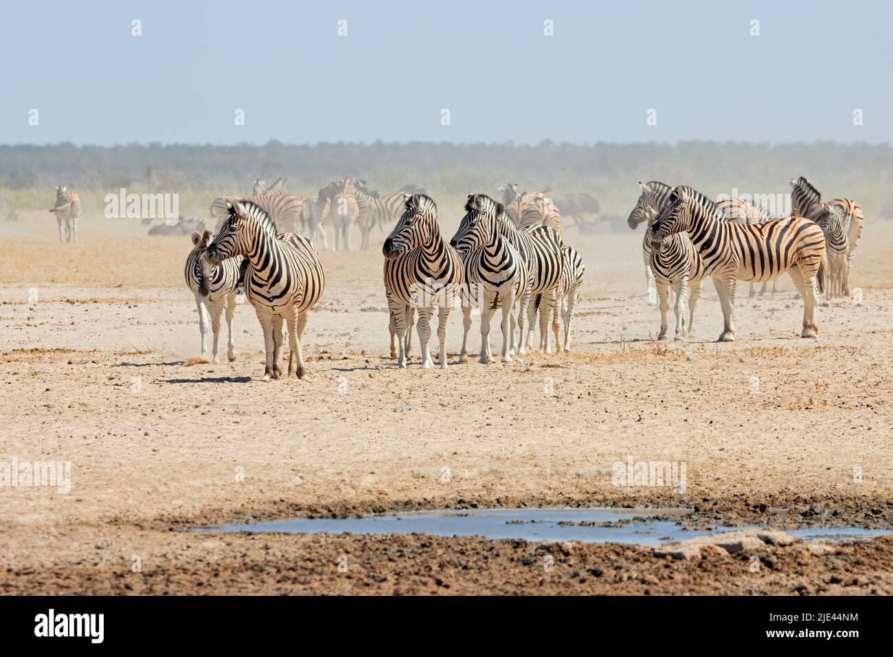 Plains zebras (Equus burchelli) at a dusty waterhole, Etosha National Park, Namibia Stock Photo