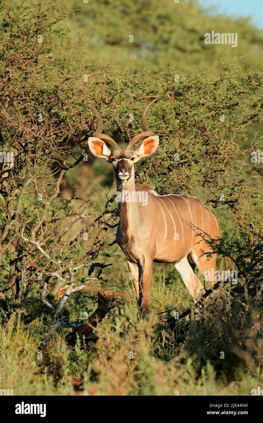 Male kudu antelope (Tragelaphus strepsiceros) in natural habitat, South Africa Stock Photo