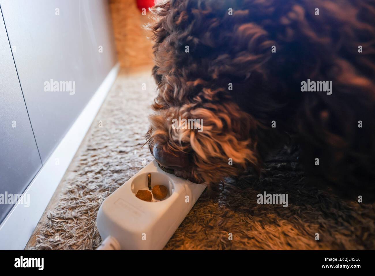 Sieverstedt, Germany. 16th June, 2022. Bed bug sniffer dog "Enzo