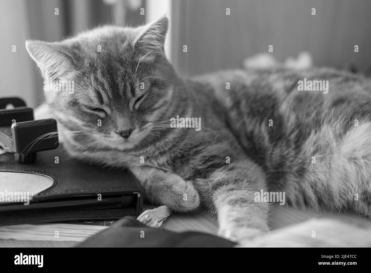 Funny little gray fold Scottish kitten sleeps on a desk, black and white. Cute sleeping tabby kitten with closed eyes. Pet Care Stock Photo