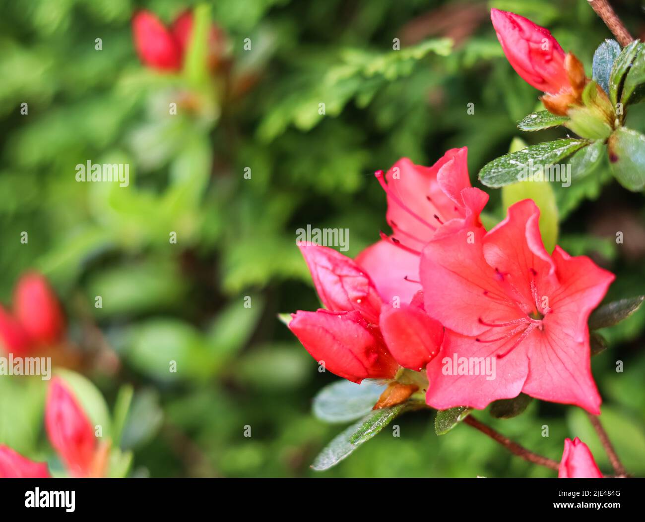 Blooming red azalea flowers in the spring garden. Gardening concept ...