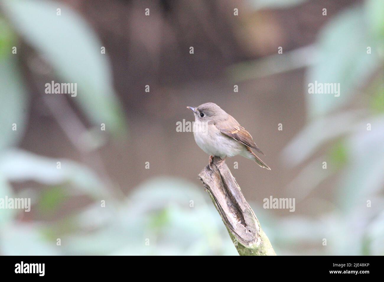 Birds of Sri Lanka Stock Photo - Alamy