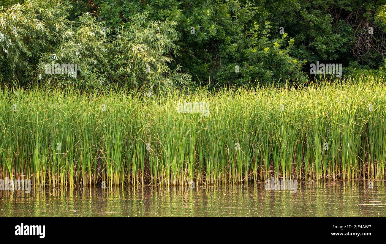 Overgrown by green leaf trees hi-res stock photography and images - Alamy