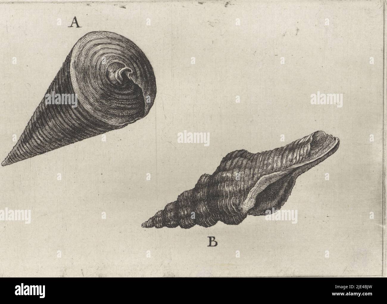 Shells, telescopium telescopium (A) and fusinus laticostatus (B), Wenceslaus Hollar, 1644 - 1652, print maker: Wenceslaus Hollar, Antwerp, 1644 - 1652, paper, etching, h 100 mm × w 146 mm Stock Photo