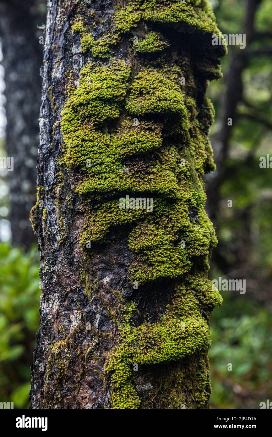 Moss covered tree along the Wild Pacific Coast Trail near Ucluelet, BC, Canada Stock Photo