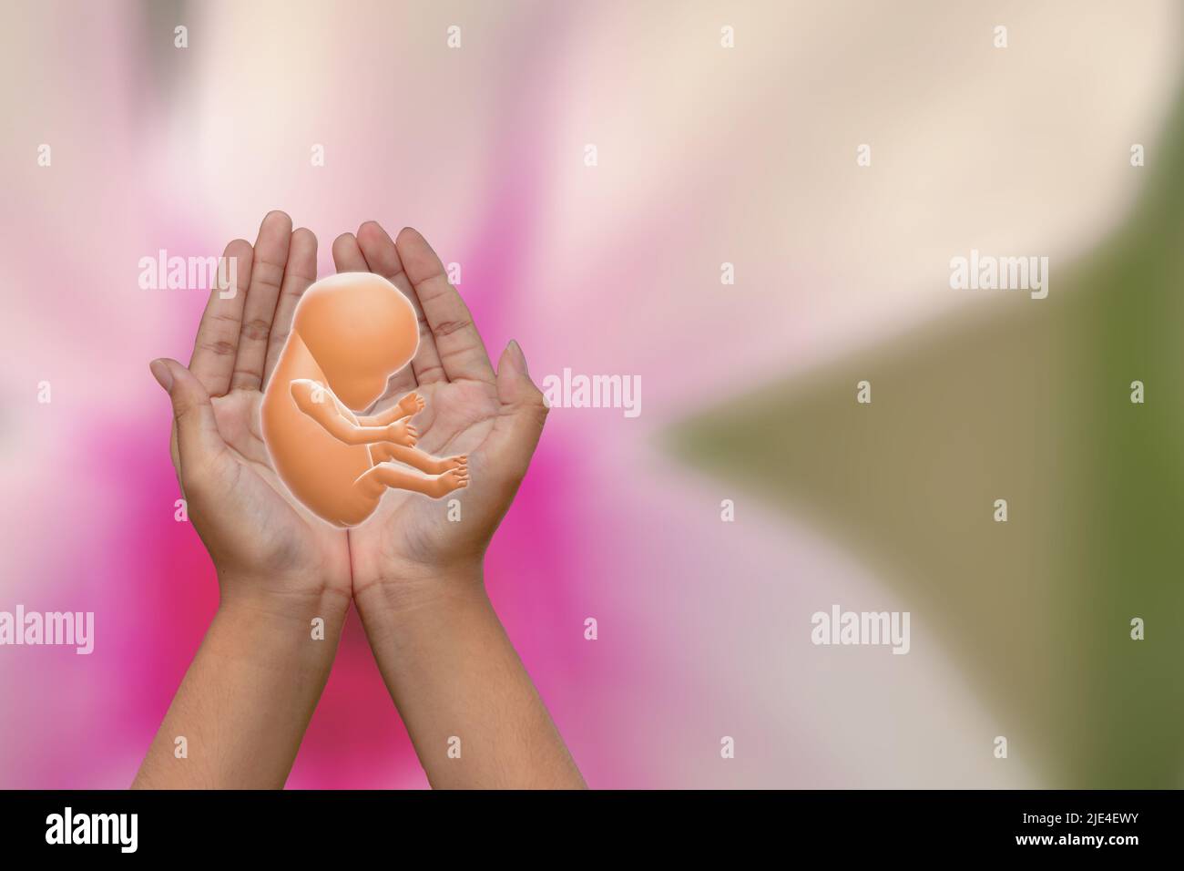 Two palms holding the embryo, the background is pink flowers of dendrobium orchids Stock Photo