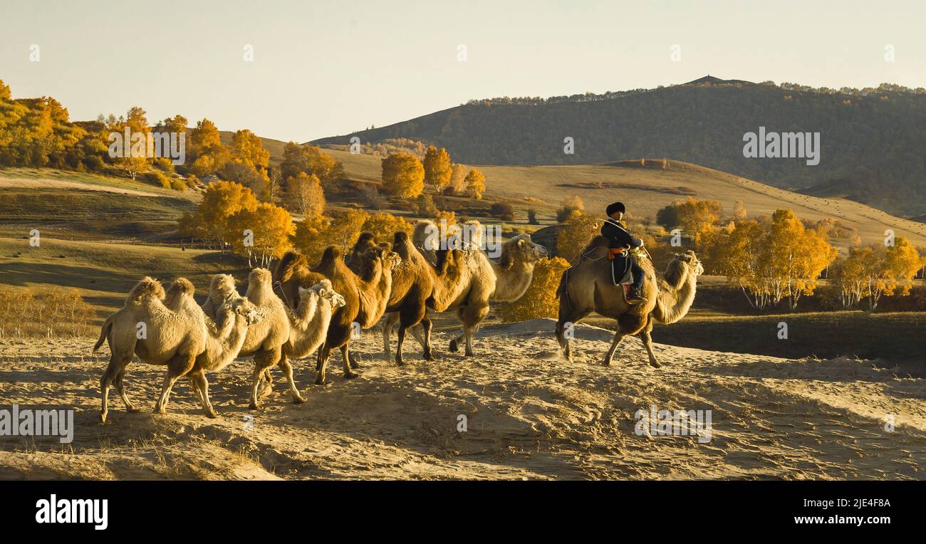 System in Inner Mongolia hexigten WuLanBu grassland Abraham dam Beijing garden landscape plants Stock Photo