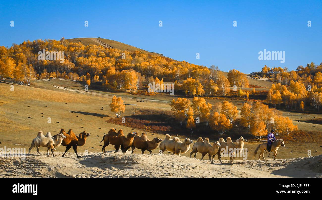 System in Inner Mongolia hexigten WuLanBu grassland Abraham dam Beijing garden landscape plants Stock Photo