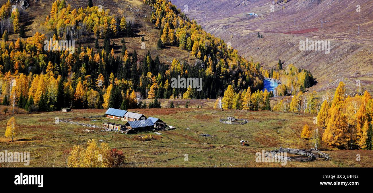 Xinjiang burqin county altay region the wood grain the progeny of western China Stock Photo