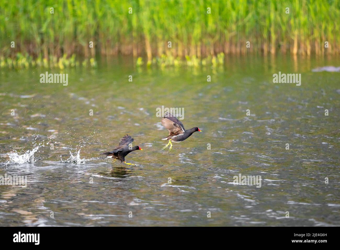 Waterfowl Reed Red crown mouth watering hi-res stock photography and images - Alamy