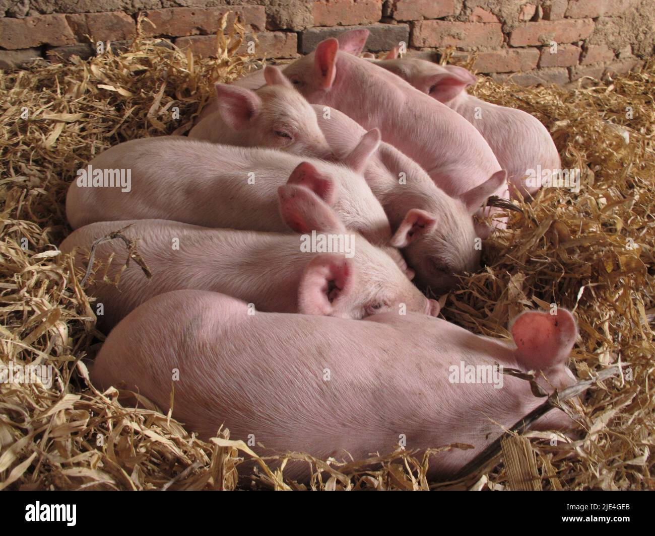 Pigs vertebrates mammals livestock sows and piglets Stock Photo