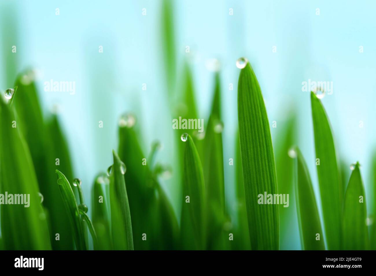 Green grass with dew drops on the tops of the blades of grass Stock