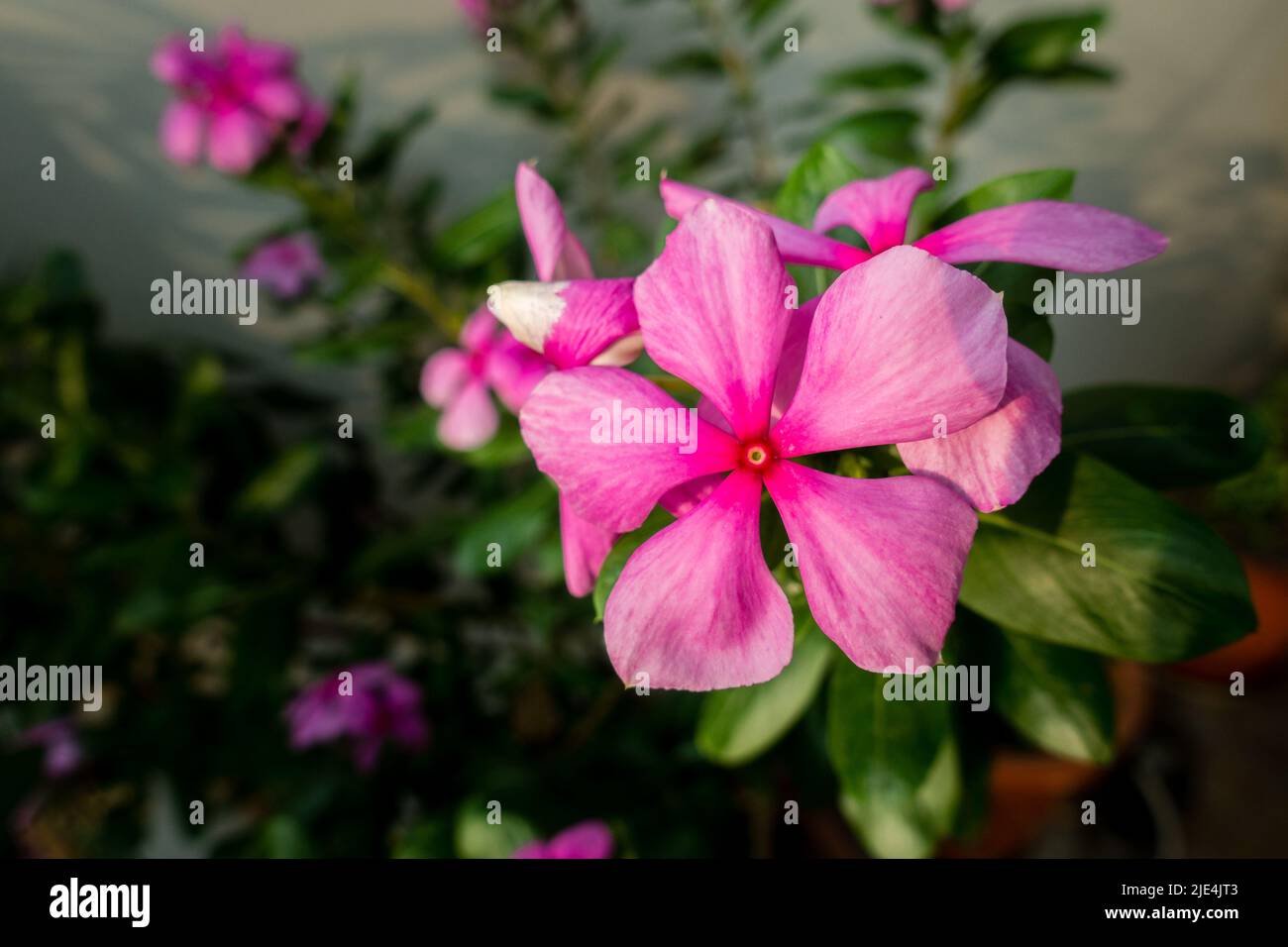 Madagascar Periwinkle, Catharanthus roseus, commonly known as bright eyes, is a species of flowering plant in the family Apocynaceae. Indian Garden Stock Photo