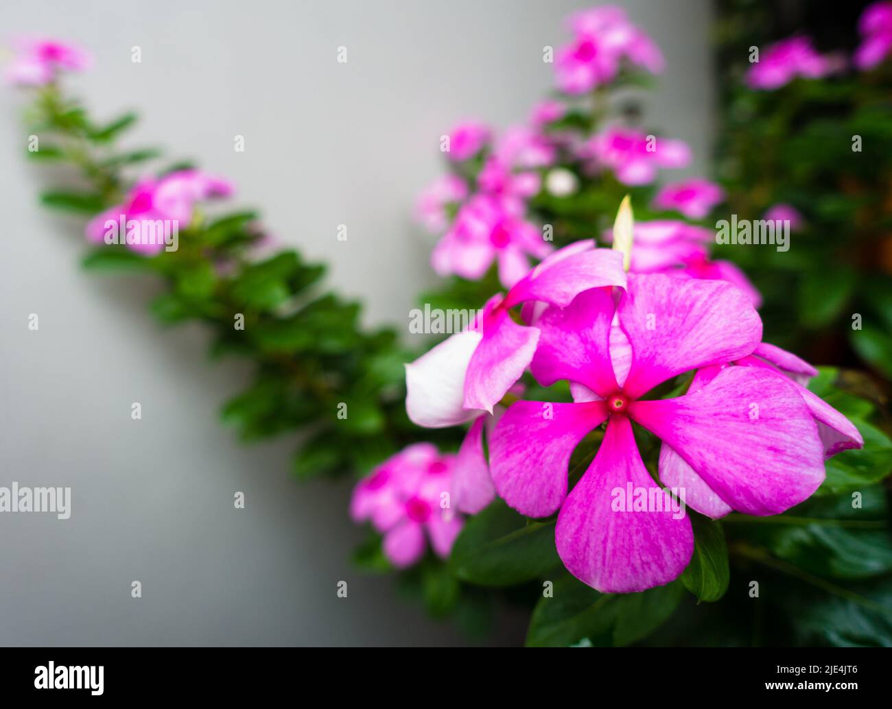 Madagascar Periwinkle, Catharanthus roseus, commonly known as bright eyes, is a species of flowering plant in the family Apocynaceae. Indian Garden Stock Photo