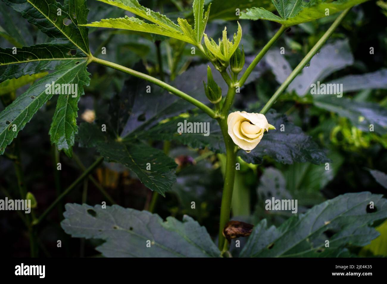 A closeup shot of Okra, Abelmoschus esculentusflower, blooming in the