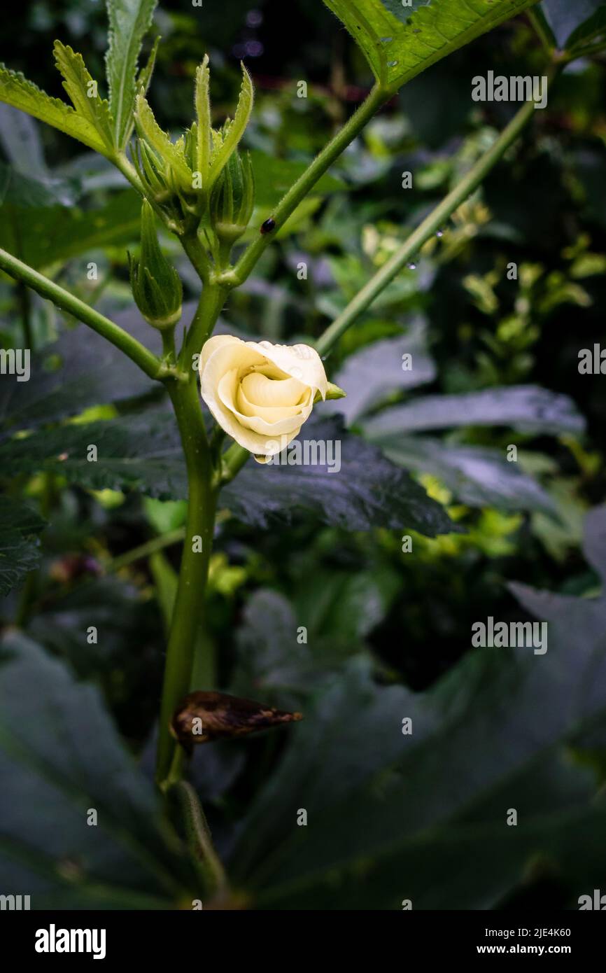 Lady finger flower hires stock photography and images Alamy