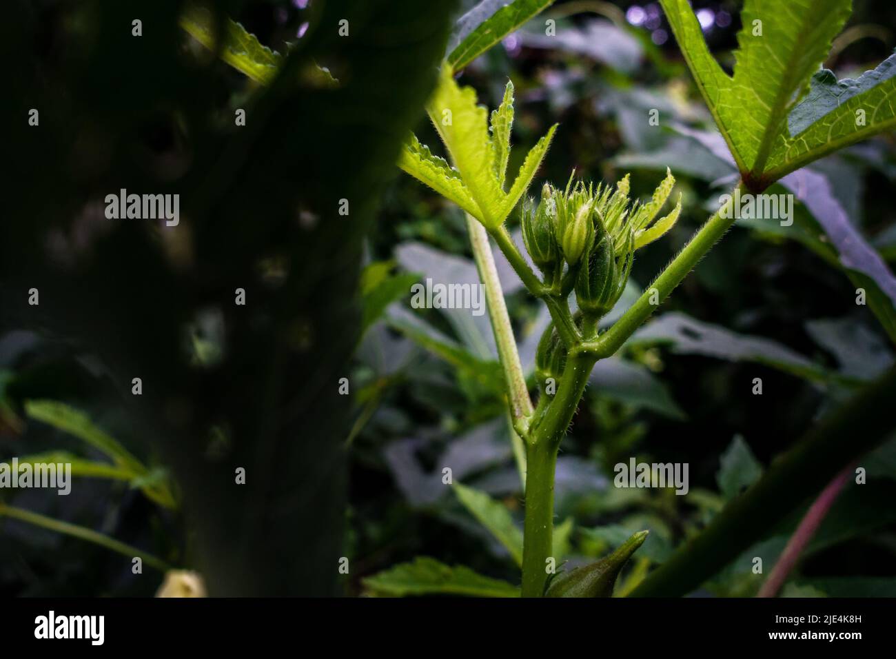 A closeup shot of Okra, Abelmoschus esculentusflower, blooming in the