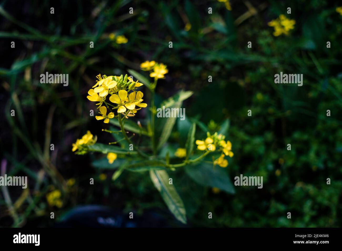 A closeup shot of Mustard Plant with blooming yellow flowers, leaves and seeds in an Indian garden. Stock Photo