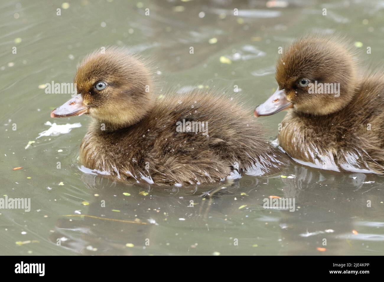 Tufted Duck Family at Daisy Nook Country Park, Failsworth Stock Photo