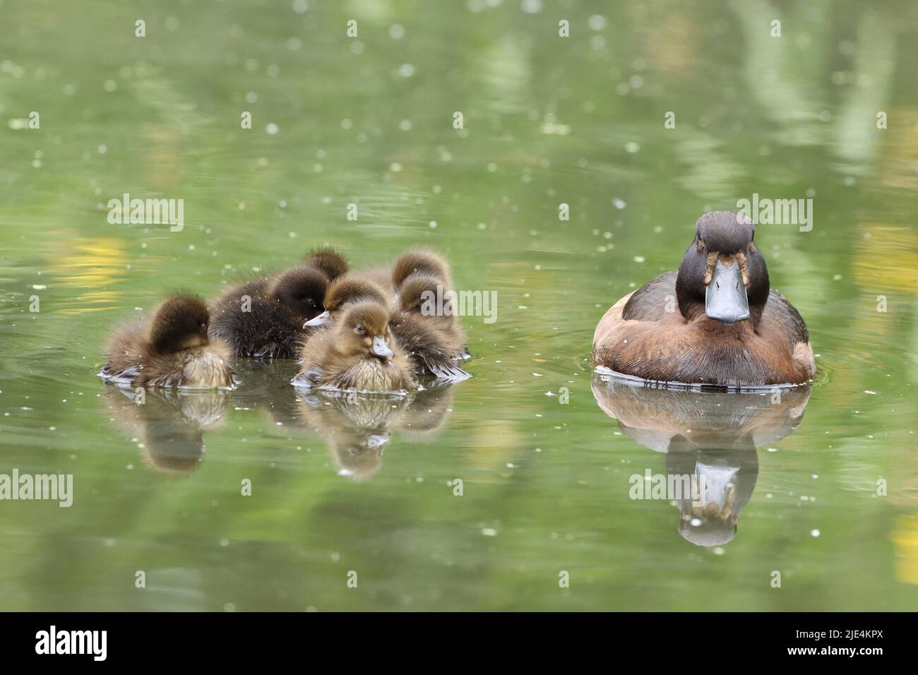 Tufted Duck Family at Daisy Nook Country Park, Failsworth Stock Photo