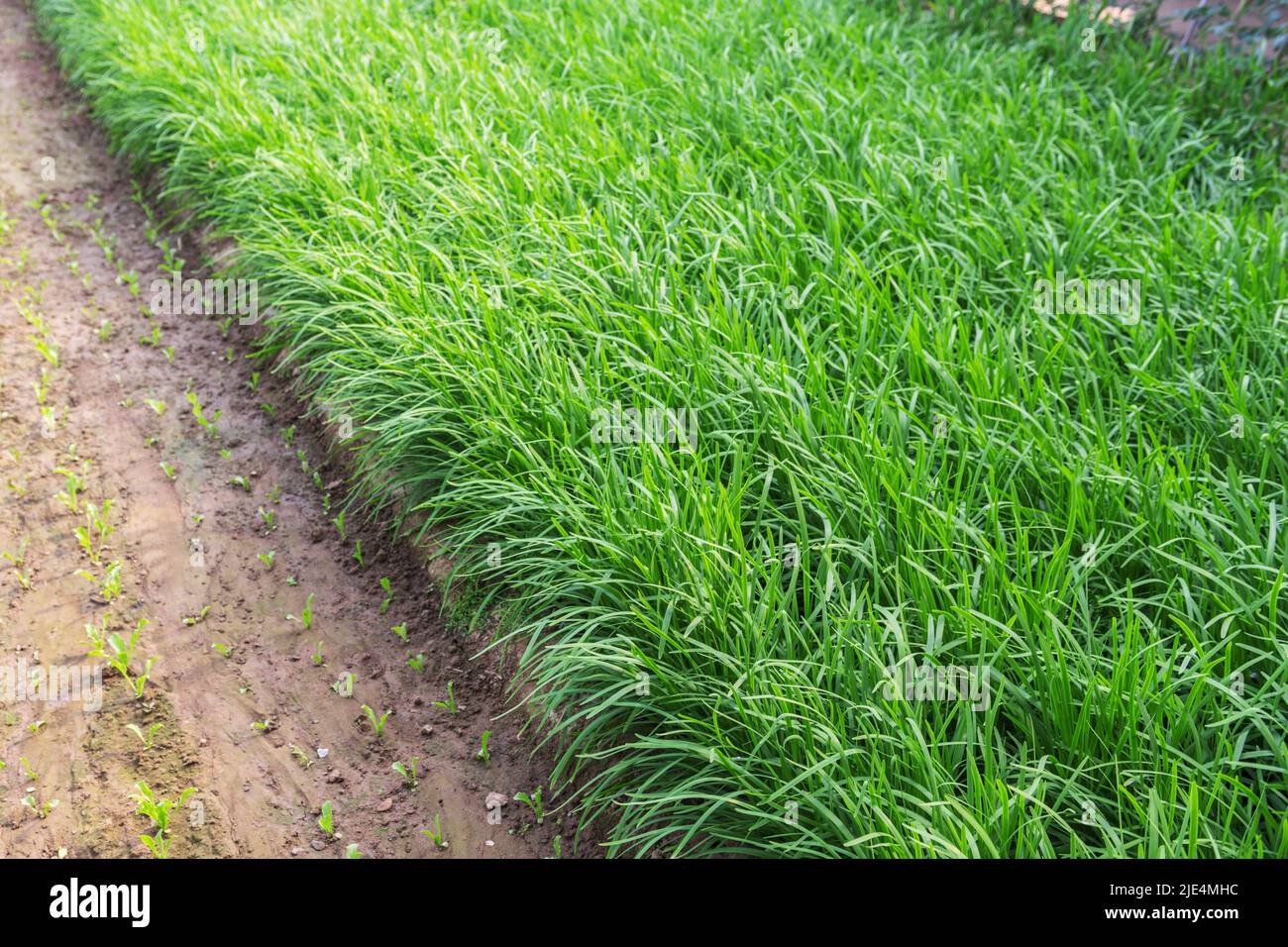 Daejeon leeks hi-res stock photography and images - Alamy