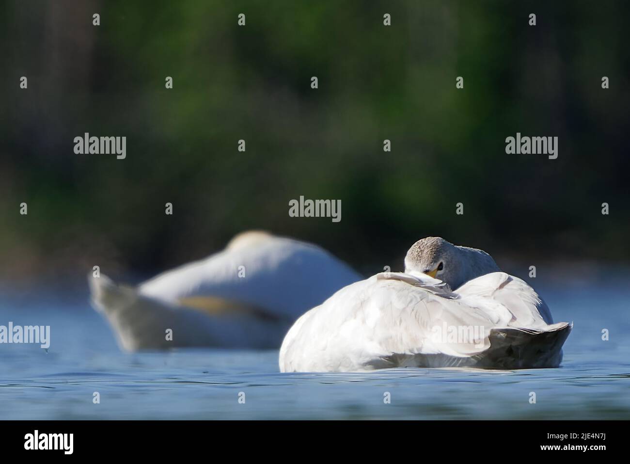 Sleeping swans Stock Photo