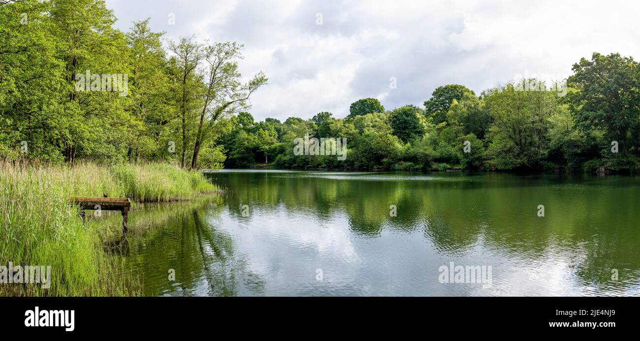 Cannop Ponds lake, Forest of Dean, Gloucestershire. UK Stock Photo Alamy