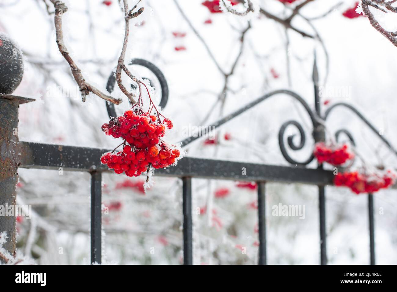 Close-up of frosty wild berries with black bar fence coated with snow with some tree twigs in background in daytime. Gathering healthy berries in Stock Photo