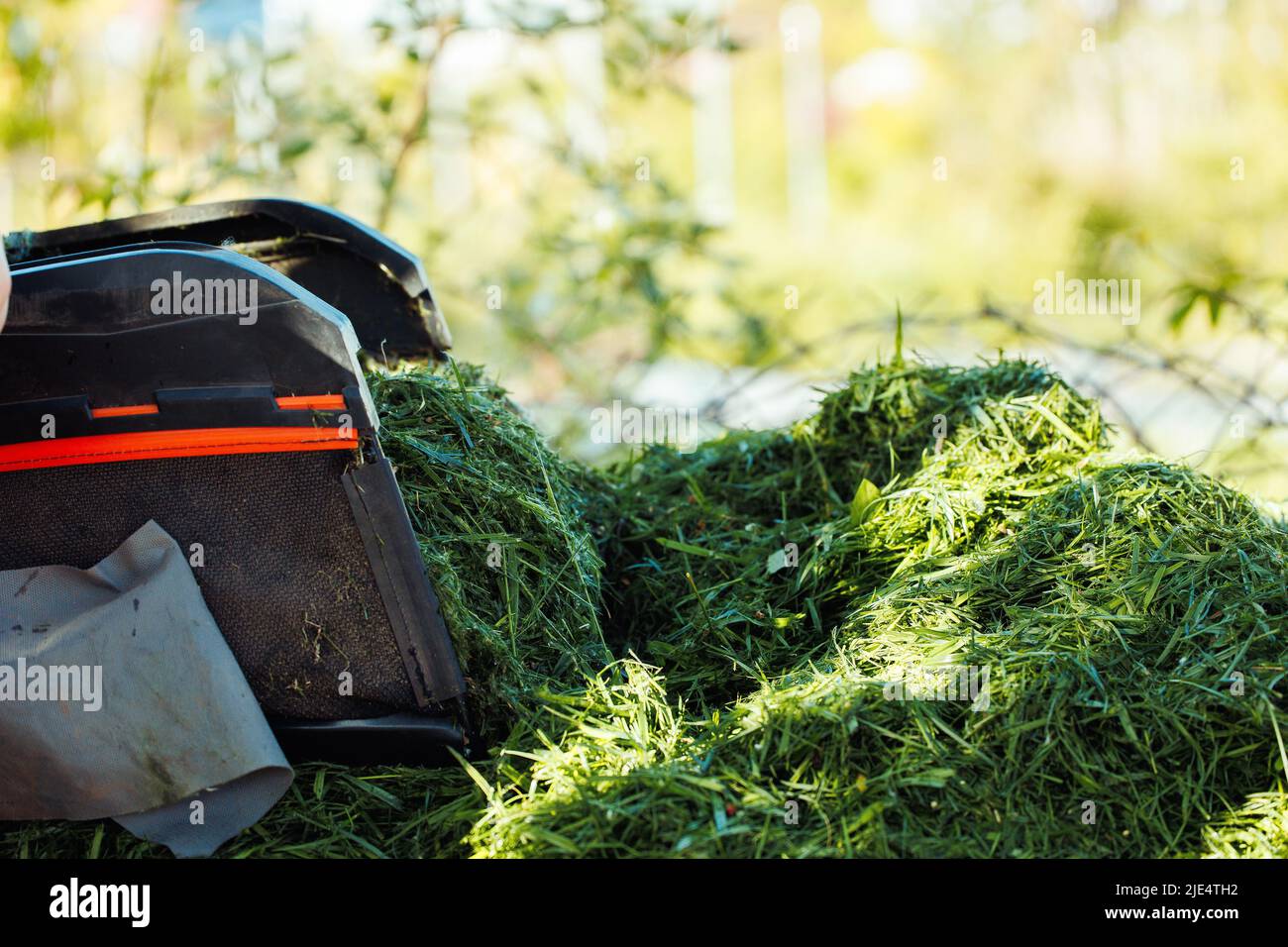 Closeup of human hands throwing green cut green grass from lawn mower