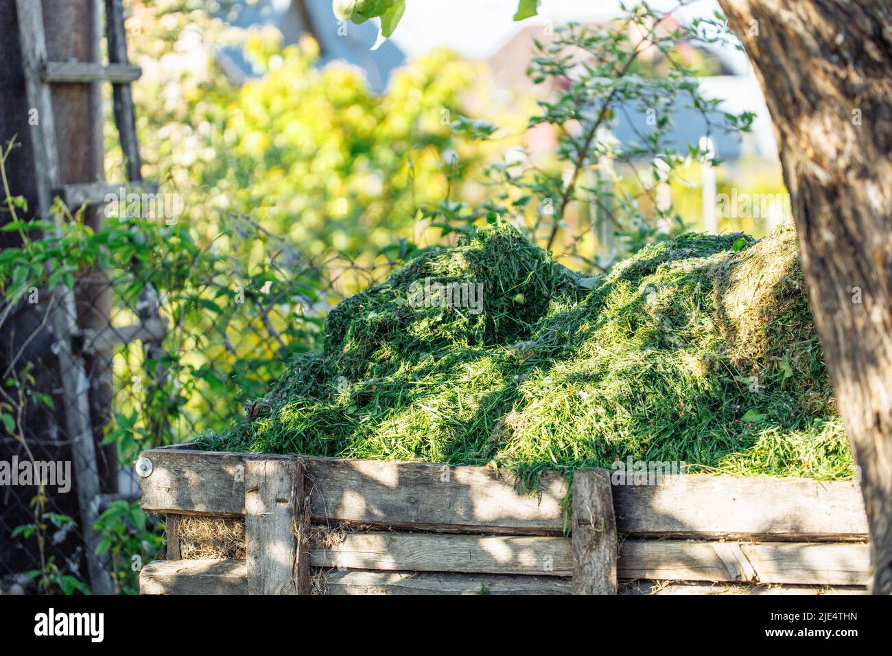 Vertical photo of fresh green cut green grass pile in wooden box