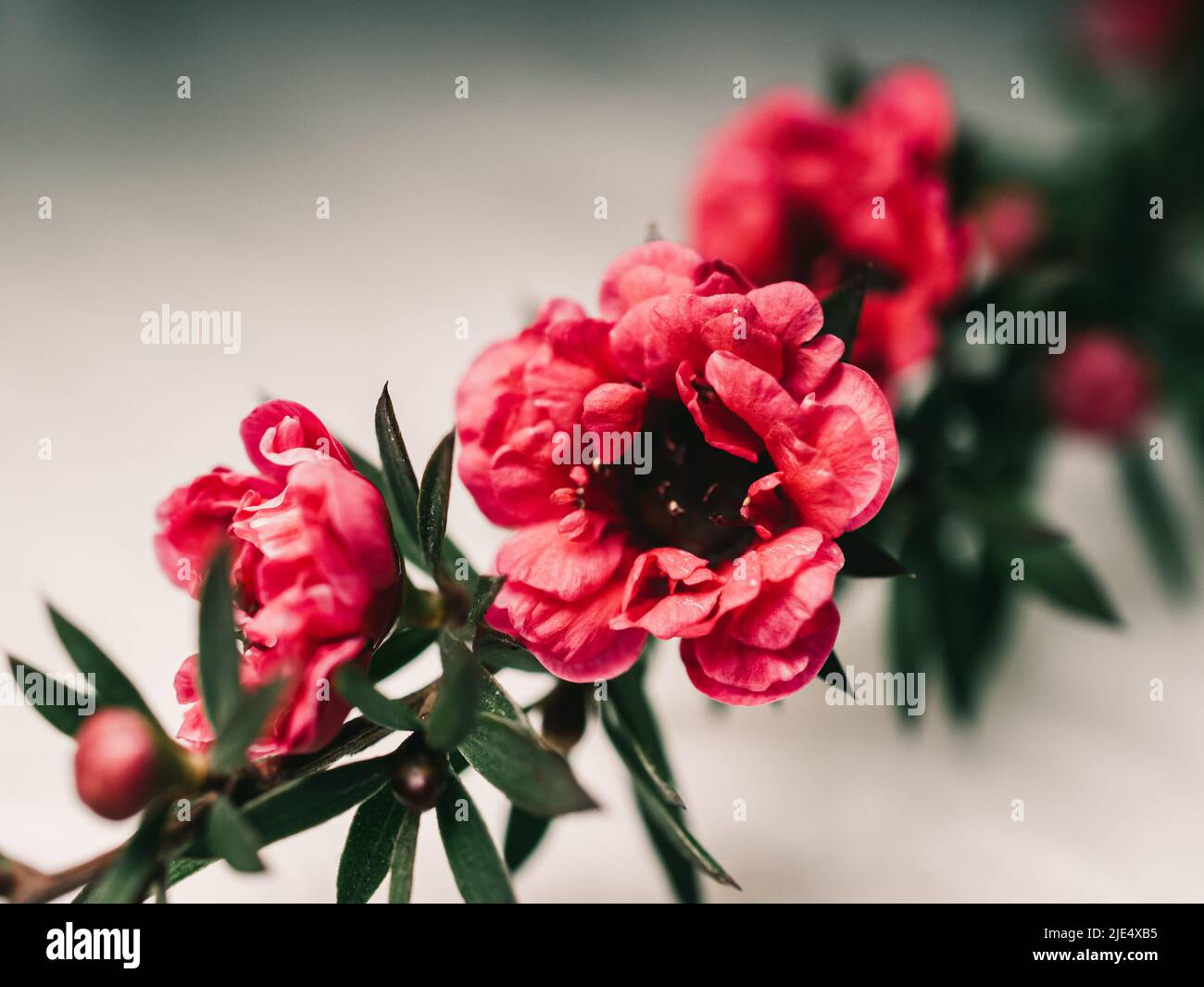 Red flower symbolizes love, passion, beauty, or power Stock Photo