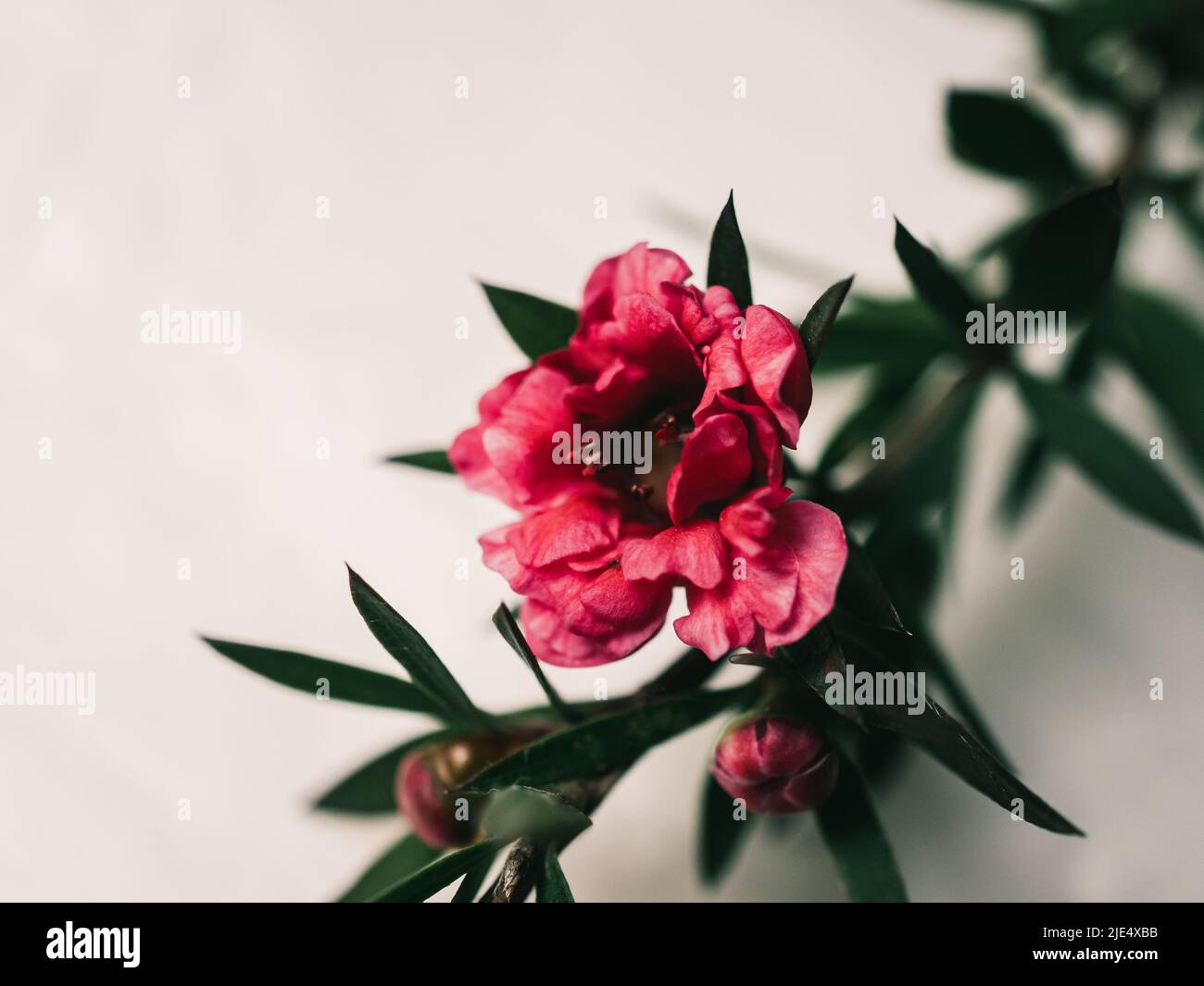 Red flower symbolizes love, passion, beauty, or power Stock Photo