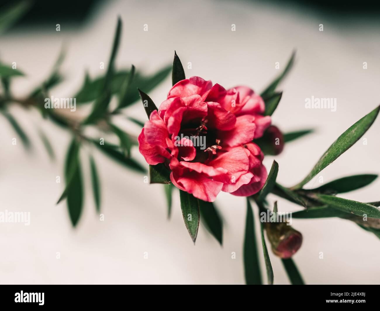 Red flower symbolizes love, passion, beauty, or power Stock Photo