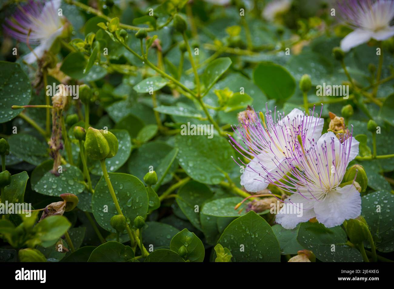 Close-up shot of Capparis spinosa, the caper bush, also called Flinders rose, a perennial plant. Selective focus. Stock Photo