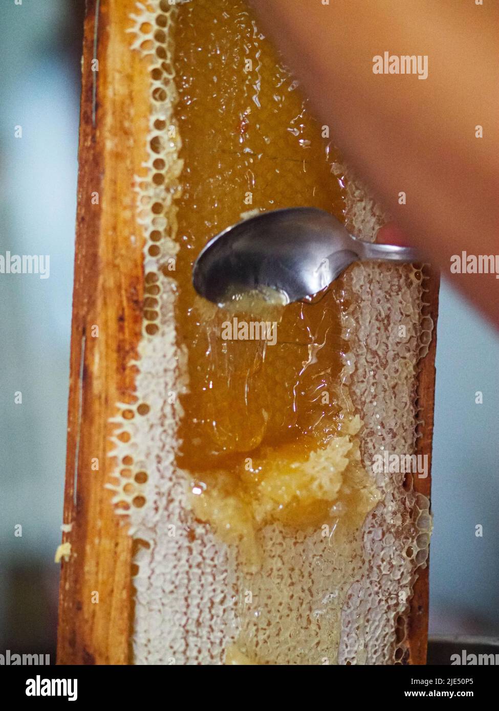 Natural raw honey being filtered ad dripped through a strainer to filter our bees wax Stock