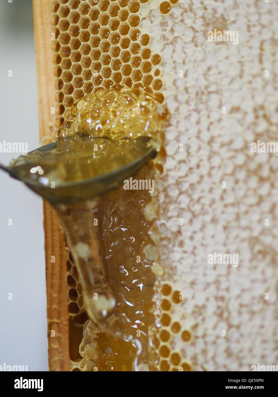 Natural raw honey being filtered ad dripped through a strainer to filter our bees wax Stock