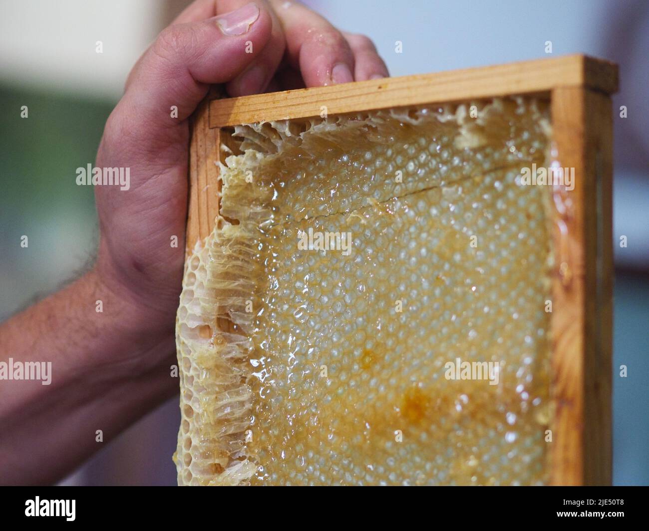 Natural raw honey being filtered ad dripped through a strainer to filter our bees wax Stock