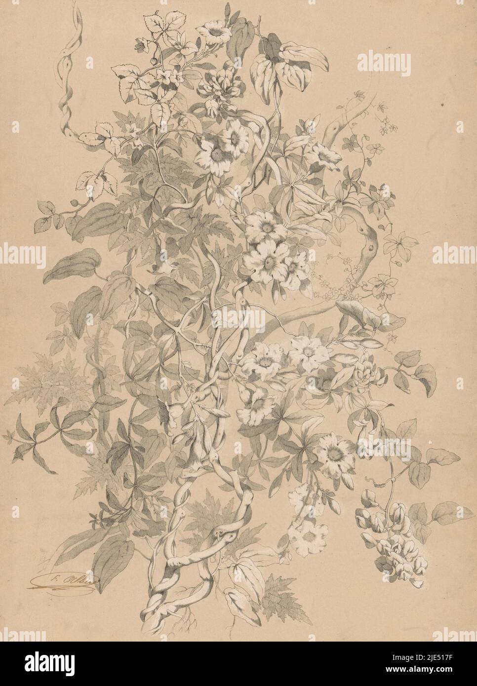 Lianen en wilkens bitter lianes et alamanda hires stock photography