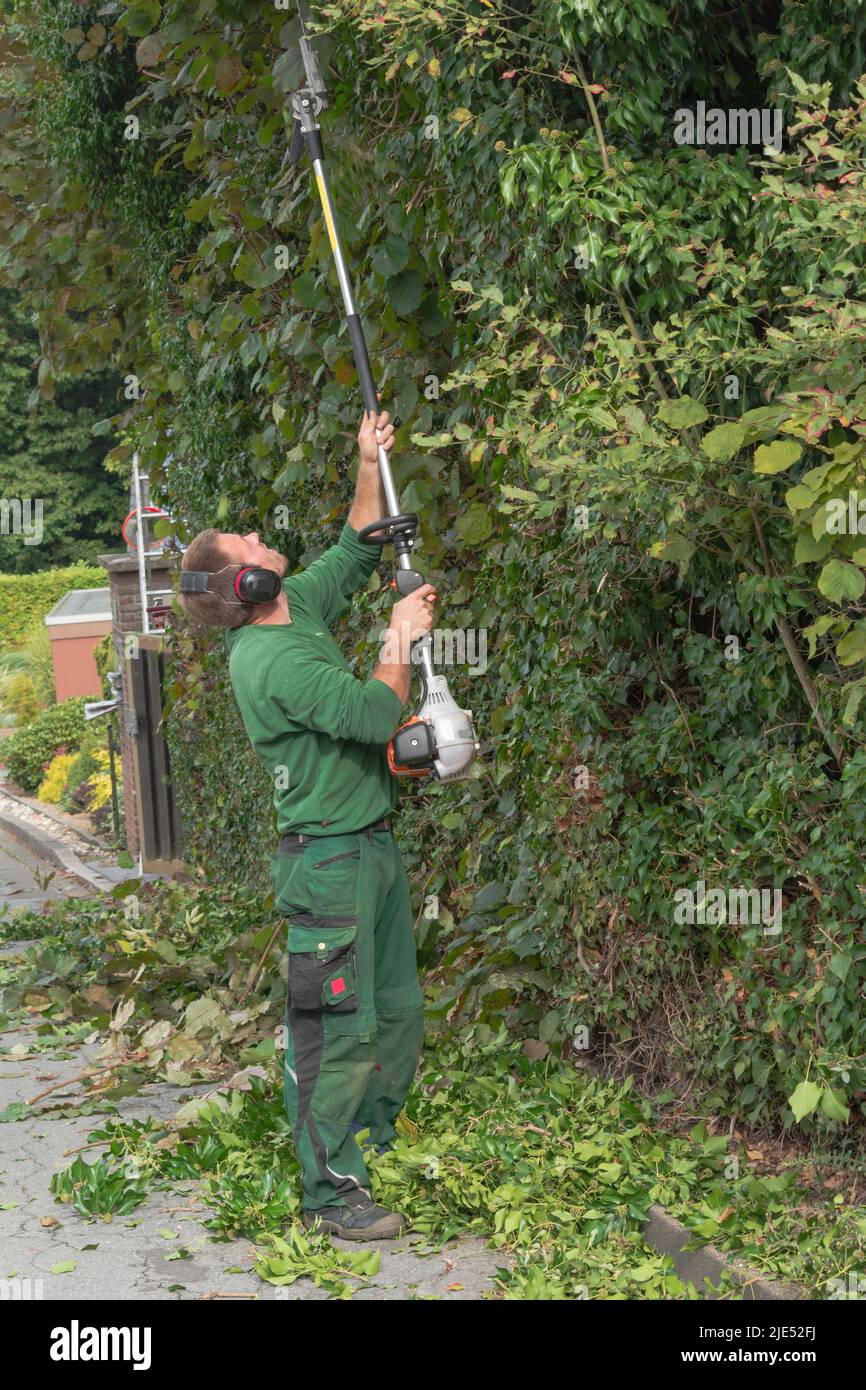 Cutting a hedge with a hedge trimmer motor Stock Photo Alamy