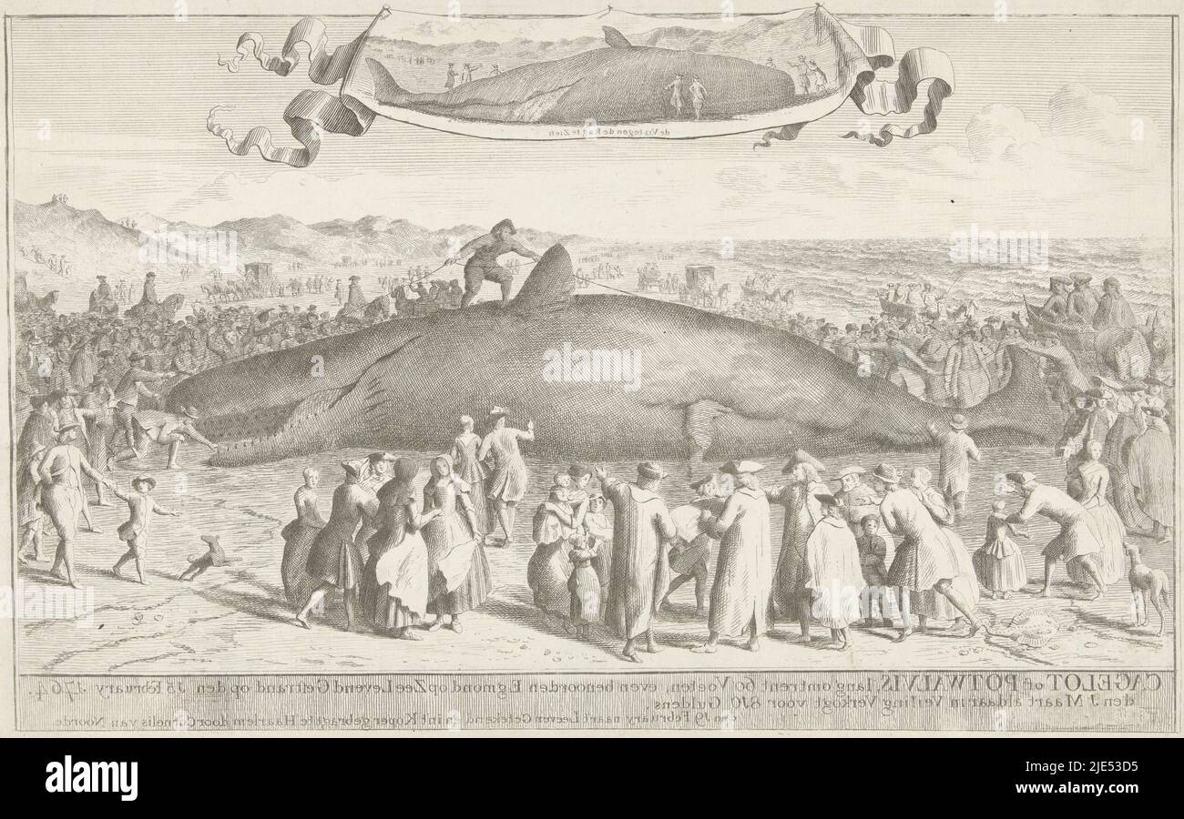 A sperm whale stranded at Egmond aan Zee on 15 February 1764. Around the body of the stranded animal there are many spectators, a man has climbed on the animal to measure its length with a rope. At the top a small representation of the sperm whale seen on its back. Situation as recorded on 19 February by the artist. Counterprint of the second state with mirror image and texts, Sperm Whale stranded at Egmond aan Zee, 1764 Cagelot or Sperm Whale, long around 60 Feet, just north of Egmond op Zee Live Stranded on the 15 Feruary 1764. the 1 March there in Auction Verkogt for 810 Dutch guilders Stock Photo