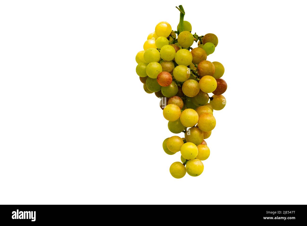 Closeup scene of bunch of growing grapes isolated on white background with clipping path. Stock Photo