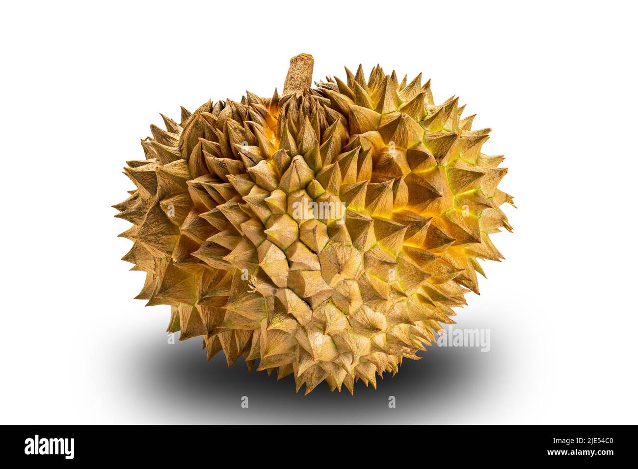 Single whole ripe durian fruit isolated on white background with clipping path. Freshly harvested with sharp spike peel durian on white backgeound.Dur Stock Photo