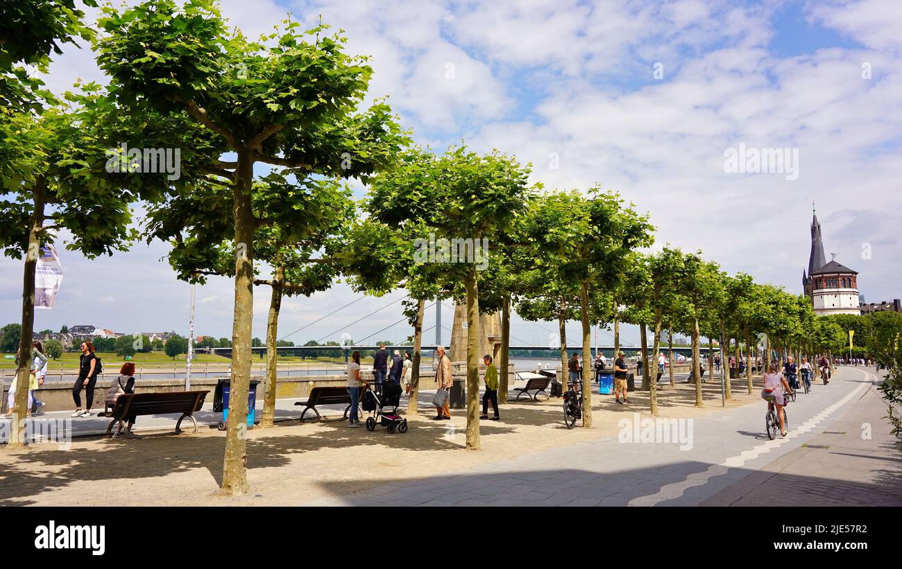 Rhine promenade in Düsseldorf with beautiful plane trees on a sunny day with blue sky. Historic castle Tower in the background. Stock Photo