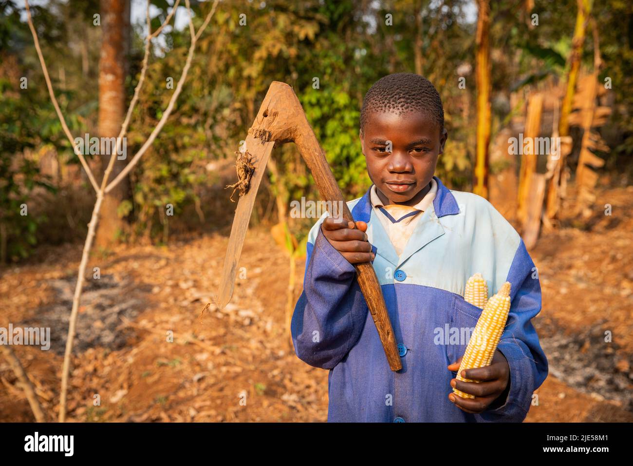 A young farmer child with a hoe in his hand and a cob of corn, African children and work in the fields Stock Photo