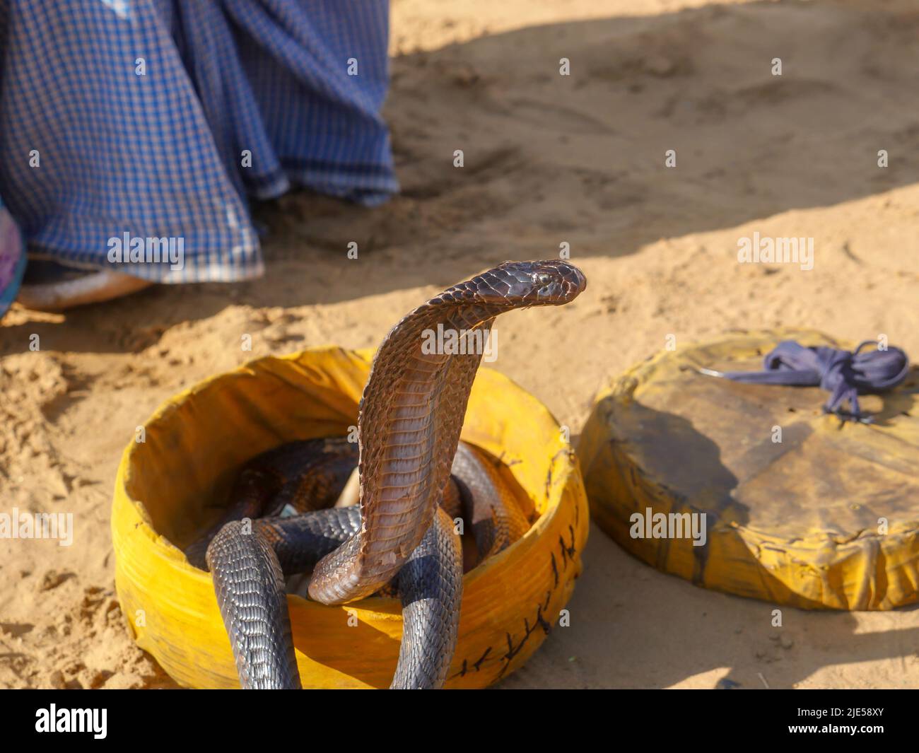 Cobra Snake showing hood, closeup picture, placed in a basket Stock Photo