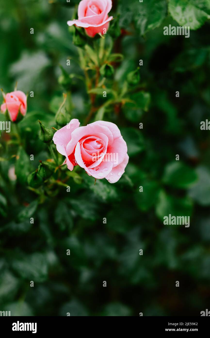 Beautiful pink rose. Summer flower nature background Stock Photo Alamy