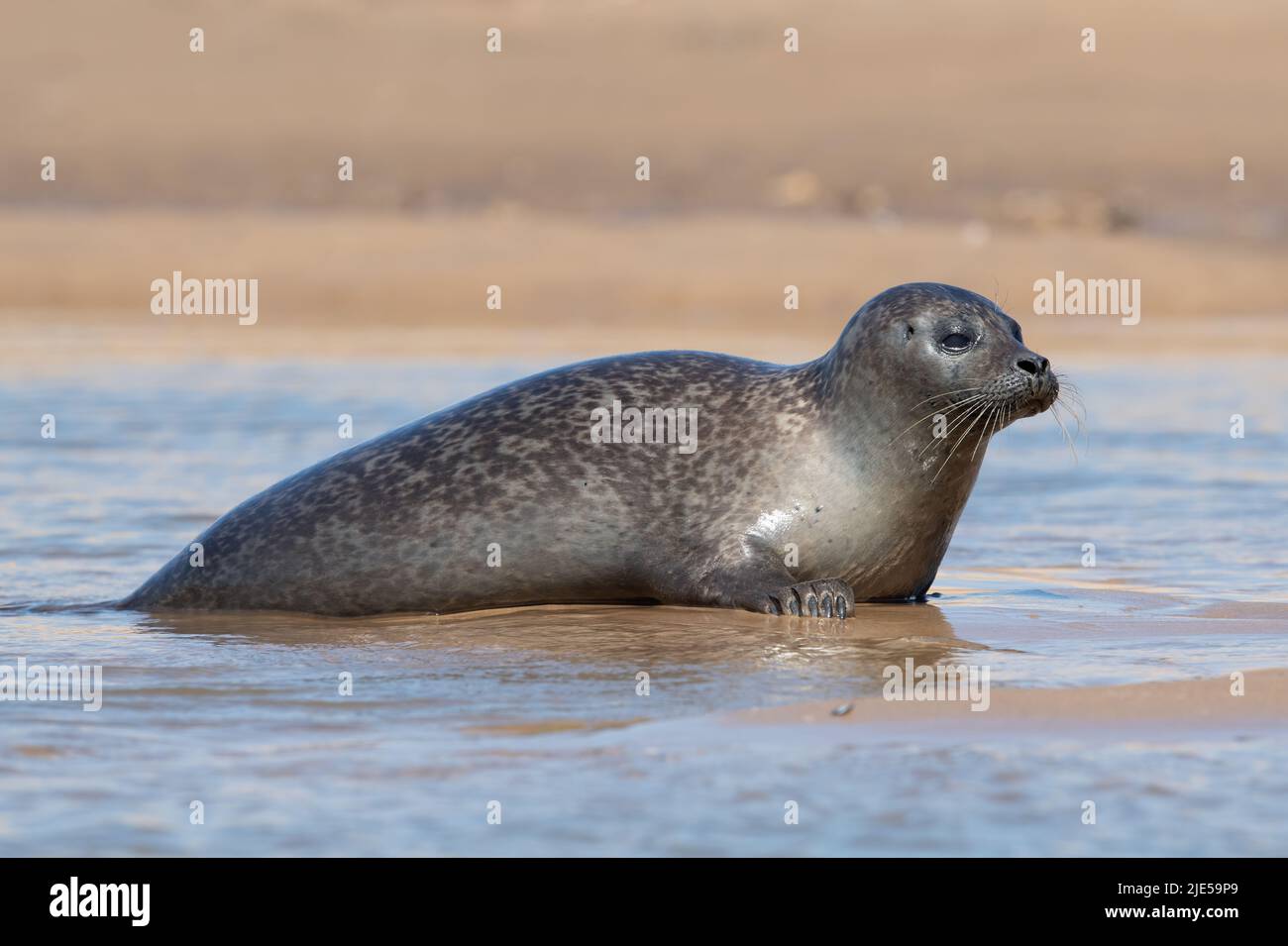 Harbour Seal (Phoca vitulina) hauled out on the sands of the Norfolk coast Stock Photo
